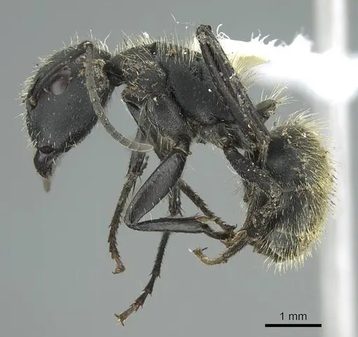 Camponotus mus specimen CASENT0914425 image casent0914425_3