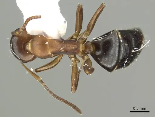 Camponotus mus specimen CASENT0915778 image casent0915778_1