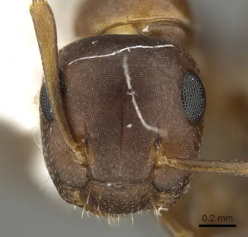 Camponotus mus specimen CASENT0915778 image casent0915778_2