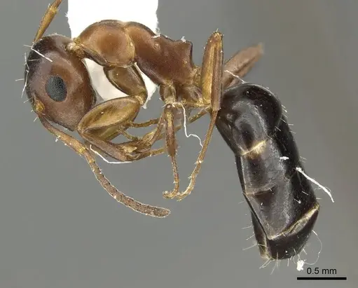 Camponotus mus specimen CASENT0915778 image casent0915778_3