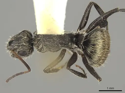 Camponotus mus specimen CASENT0915789 image casent0915789_1