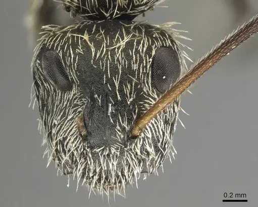 Camponotus mus specimen CASENT0915789 image casent0915789_2