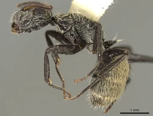 Camponotus mus specimen CASENT0915789 image casent0915789_3