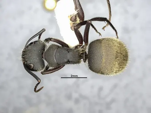 Camponotus mus specimen CASENT4032238 image casent4032238_1