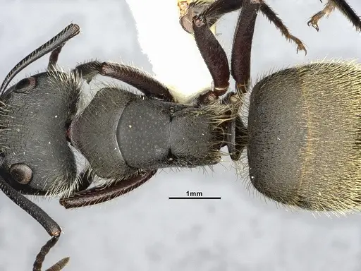 Camponotus mus specimen CASENT4032238 image casent4032238_2