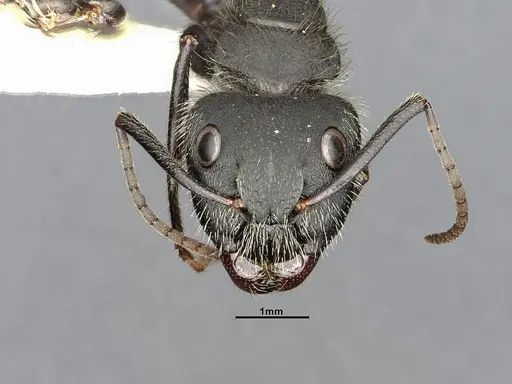 Camponotus mus specimen CASENT4032238 image casent4032238_3