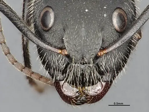 Camponotus mus specimen CASENT4032238 image casent4032238_4