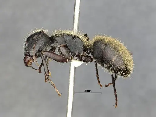 Camponotus mus specimen CASENT4032238 image casent4032238_5