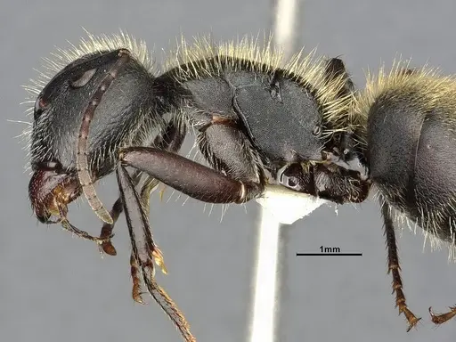Camponotus mus specimen CASENT4032238 image casent4032238_6