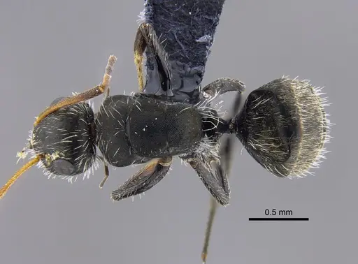 Camponotus mus specimen CBUMAGENT41818 image cbumagent41818_1