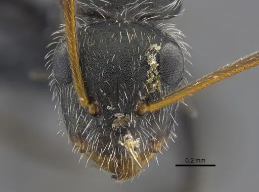 Camponotus mus specimen CBUMAGENT41818 image cbumagent41818_2