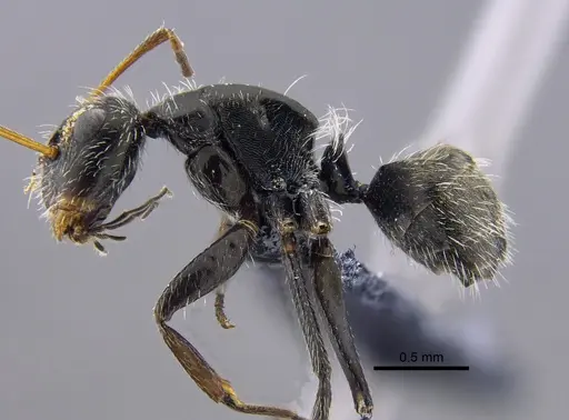 Camponotus mus specimen CBUMAGENT41818 image cbumagent41818_3