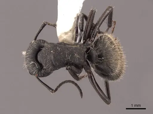 Camponotus mus specimen FMNHINS0000062975 image fmnhins0000062975_1