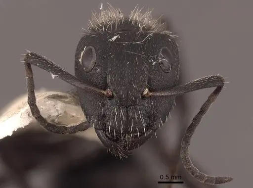 Camponotus mus specimen FMNHINS0000062975 image fmnhins0000062975_2