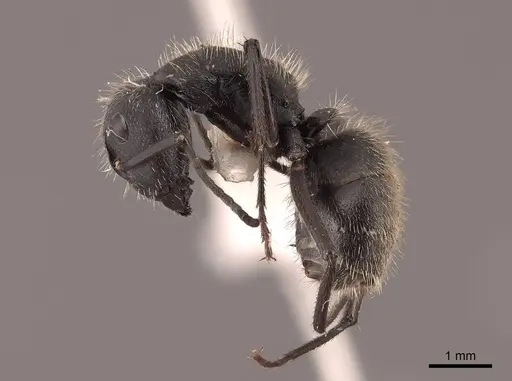 Camponotus mus specimen FMNHINS0000062975 image fmnhins0000062975_3