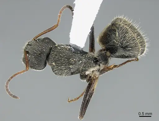 Camponotus mus specimen UTEPENTO26089 image utepento26089_1