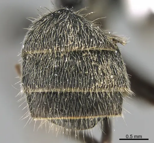 Camponotus mus specimen UTEPENTO26089 image utepento26089_2