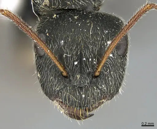 Camponotus mus specimen UTEPENTO26089 image utepento26089_3
