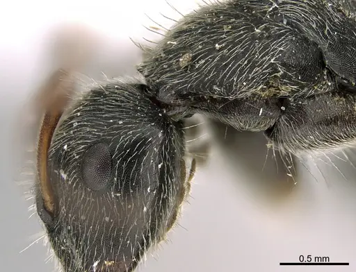 Camponotus mus specimen UTEPENTO26089 image utepento26089_4