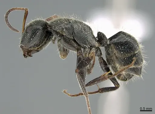 Camponotus mus specimen UTEPENTO26089 image utepento26089_5