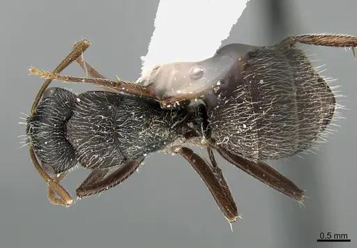 Camponotus mus specimen UTEPENTO26090 image utepento26090_1