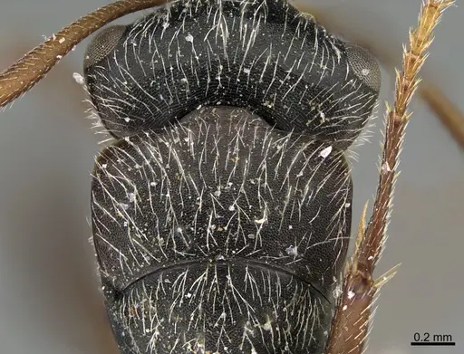 Camponotus mus specimen UTEPENTO26090 image utepento26090_2