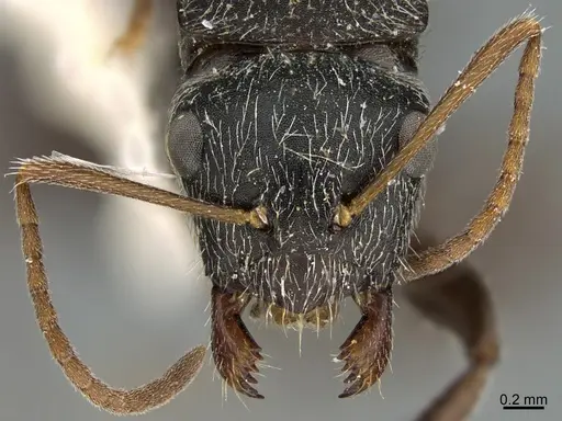 Camponotus mus specimen UTEPENTO26090 image utepento26090_3