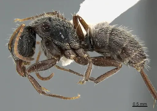 Camponotus mus specimen UTEPENTO26090 image utepento26090_4