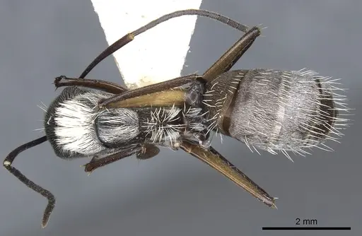 Camponotus mussolinii specimen CASENT0903559 image casent0903559_1