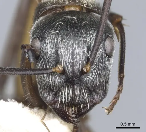 Camponotus mussolinii specimen CASENT0903559 image casent0903559_2