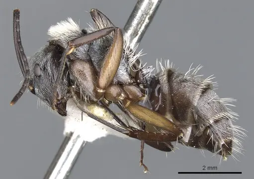 Camponotus mussolinii specimen CASENT0903559 image casent0903559_3