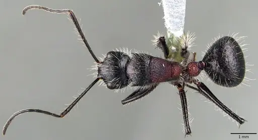 Camponotus mutilarius specimen ANTWEB1041841 image antweb1041841_1