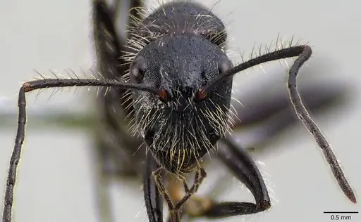 Camponotus mutilarius specimen ANTWEB1041841 image antweb1041841_2
