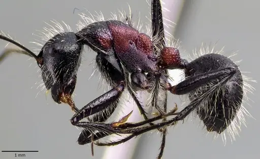 Camponotus mutilarius specimen ANTWEB1041841 image antweb1041841_3
