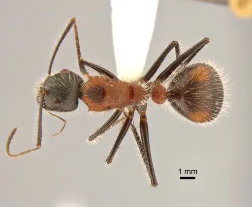 Camponotus mutilarius specimen CASENT0882205 image casent0882205_1
