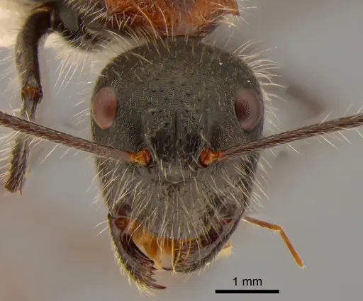 Camponotus mutilarius specimen CASENT0882205 image casent0882205_2