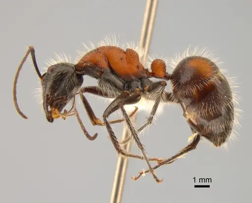 Camponotus mutilarius specimen CASENT0882205 image casent0882205_3