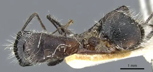 Camponotus mutilarius specimen CASENT0905414 image casent0905414_1