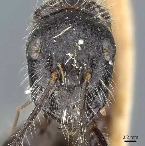 Camponotus mutilarius specimen CASENT0905414 image casent0905414_2