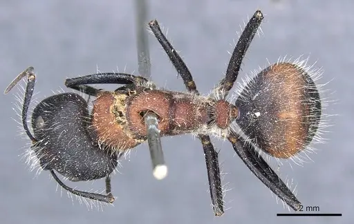 Camponotus mutilarius specimen CASENT0905806 image casent0905806_1