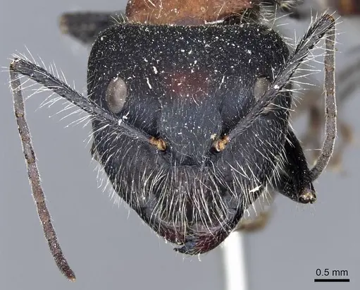 Camponotus mutilarius specimen CASENT0905806 image casent0905806_2