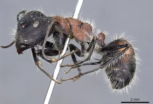 Camponotus mutilarius specimen CASENT0905806 image casent0905806_3