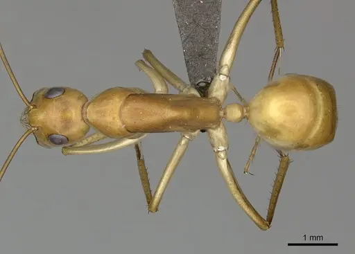 Camponotus mystaceus specimen CASENT0235840 image casent0235840_1