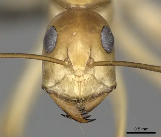 Camponotus mystaceus specimen CASENT0235840 image casent0235840_2