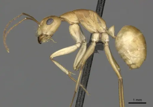 Camponotus mystaceus specimen CASENT0235840 image casent0235840_3