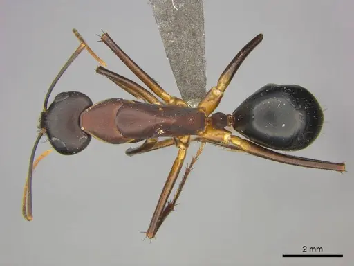 Camponotus mystaceus specimen CASENT0255693 image casent0255693_1