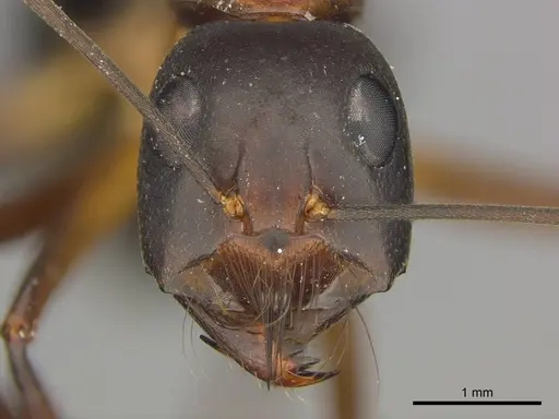 Camponotus mystaceus specimen CASENT0255693 image casent0255693_2