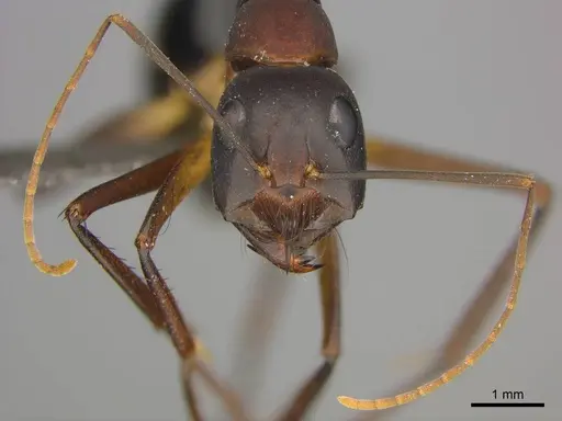 Camponotus mystaceus specimen CASENT0255693 image casent0255693_3