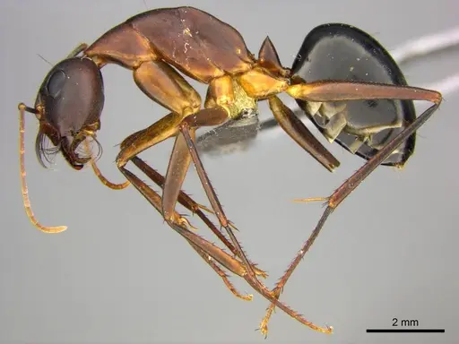 Camponotus mystaceus specimen CASENT0255693 image casent0255693_4