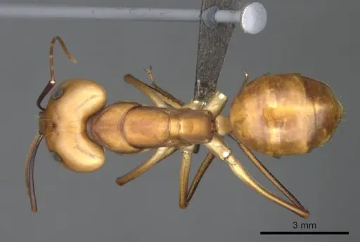 Camponotus mystaceus specimen CASENT0256206 image casent0256206_1